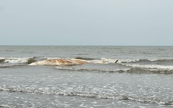 Xác cá voi dài khoảng 10m dạt vào bờ biển Nghệ An