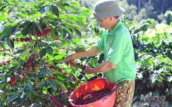 Giá cà phê hôm nay 30/3: Trong nước giữ đỉnh 92.500 đồng/kg, thế giới tiếp tục giảm