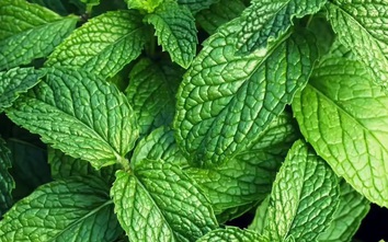 8 'siêu thực phẩm' trồng ngay trong nhà: Có loại hay bị nhổ bỏ nhưng lại giàu dưỡng chất bất ngờ