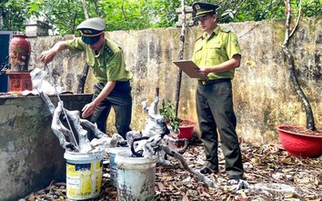 Cảnh báo nguy cơ vi phạm pháp luật từ ‘cơn sốt’ săn lùng cây muội hồng