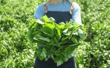 Rau lang cực tốt nhưng không phải ai cũng biết cách ăn: Bác sĩ chỉ cách chế biến rau lang giúp tăng gấp 4 lần dưỡng chất, cực dễ làm