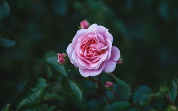 Giờ sinh Âm lịch của người có tâm thiện nên phúc khí dày, hậu vận cực vượng