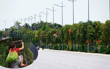 Nghìn cây xoài trĩu quả bên đường 10 làn xe ở Hạ Long, người dân vô tư hái