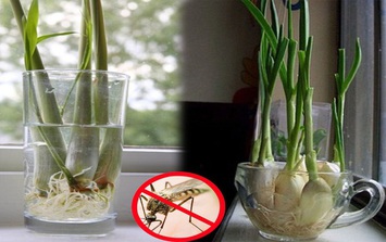 Học ngay cách trồng sả này để vài tuần là có chậu cây đuổi muỗi hiệu quả
