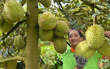 Sầu riêng thành loại quả đắt giá nhất Việt Nam, 'ông lớn' cũng phải dè chừng