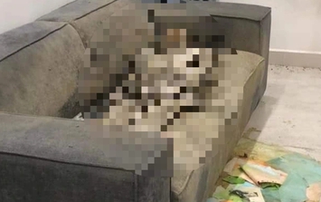 Phát hiện thi thể nữ giới đã "khô" trên sofa tại căn hộ chung cư Hà Nội
