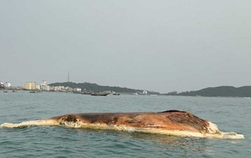 Người dân Cô Tô (Quảng Ninh) chôn cất xác cá voi 10 tấn trôi dạt trên biển