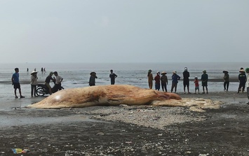 Xác cá voi khổng lồ, nặng hàng tấn dạt bờ biển Nghệ An