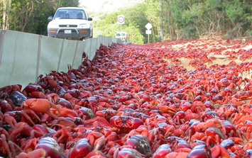 Hàng triệu con cua đỏ tràn ra đường trong cuộc di cư