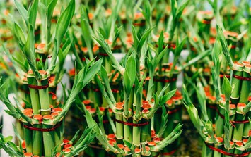 Trồng 3 loại cây này trong nhà để mang vượng vận, trăm đường lợi không một đường hại