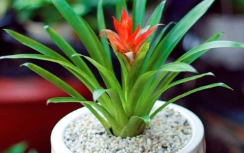 Loại cây trồng trong nhà vừa giúp lọc không khí, vừa giúp ấm nhà vào mùa lạnh