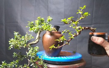 Ý nghĩa phong thủy của từng dáng cây Bonsai