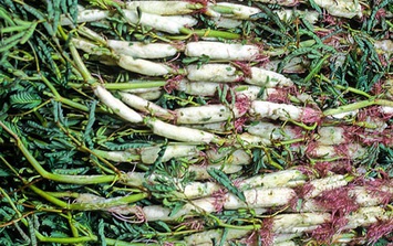 Để có một nồi lẩu gà lá giang tròn vị và giàu giá trị dinh dưỡng, hãy ăn cùng loại rau sau