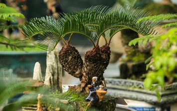 Top cây phong thủy cho vườn vừa đẹp, vừa hút tài lộc, gia tăng vượng khí