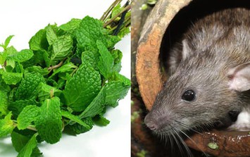 Các loại cây trồng đuổi chuột hiệu quả