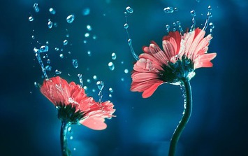 Tử vi tiết lộ 5 ngày sinh Âm lịch mang phúc lộc suốt đời: Càng trưởng thành càng rực rỡ