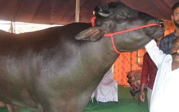 Con trâu màu đen giá 70 tỷ, anh nông dân vẫn "chưa ưng bán"