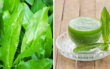 Loại rau mùa đông quen thuộc của người Việt: Bất ngờ công dụng ngừa cảm cúm, hạ mỡ máu hiệu quả