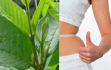 Loại lá mọc đầy vườn, đun lên uống giúp giảm cân, kiểm soát đường huyết an toàn và hiệu quả