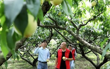 Người trẻ bỏ phố về quê trồng loại quả trong Tây Du Ký, giúp cả làng đổi đời