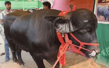 Con trâu dài 2,4 mét được trả 1,4 tỷ đồng, người đàn ông từ chối bán