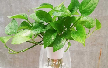 Đây là lý do nhà giàu trồng cây trầu bà trong phòng ngủ