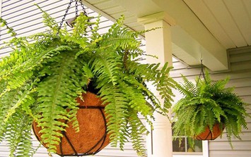 Những loại cây chịu bóng tối cực tốt mà bạn nên chọn để mang thiên nhiên vào từng góc nhỏ trong nhà