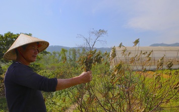 'Thủ phủ' đào phai Hà Tĩnh chết khô sau mưa bão