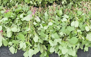 Chỉ vài nghìn 1 bó, chế biến rau này thêm trứng thành món ngon bổ dưỡng cho xương khớp ngày lạnh