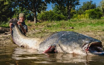 Cần thủ câu được con cá trê khổng lồ dài 2,64 mét trong hồ