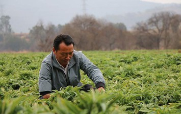 'Chiêu thức' của người đàn ông sinh năm 1984 bán rau kiếm hơn 37 tỷ đồng/năm