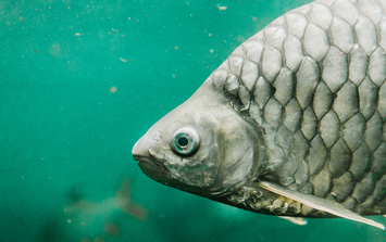 Trung Quốc tạo ra một loại cá không xương dăm: Giới khoa học sửng sốt