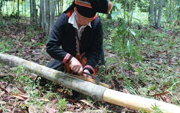 Thứ vỏ cây khô của đồng bào miền núi được các nước thích mê, đem về 6.500 tỷ