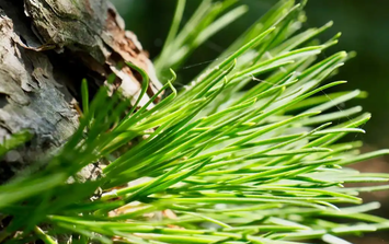 Cựu kỹ sư IT bỏ phố về quê, biến lá thông thành nguồn thu hơn 1,8 tỷ đồng/năm