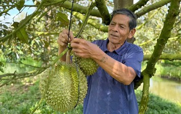 Lão nông miền Tây tiết lộ bí quyết trồng 'cây tỷ đô', đút túi 5 tỷ đồng/năm