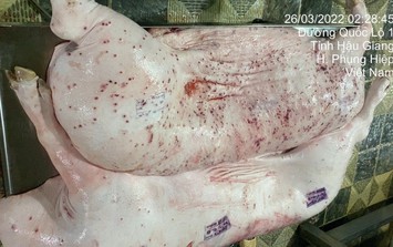Vụ Công ty C.P. Việt Nam bị 'tố' dùng lợn bệnh: Sắp kỷ luật đối với viên chức đóng dấu lưu thông lên lợn bệnh?