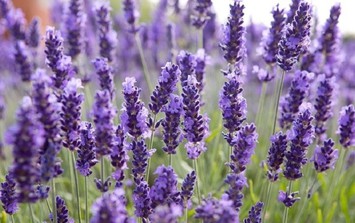 Trồng những cây này trong bếp không chỉ làm sạch không khí mà còn giúp khử mùi thức ăn hiệu quả