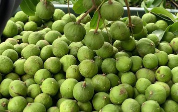 Sấu vào mùa giá chỉ từ 15.000 đồng/kg, đây là thời điểm mua sấu ngon nhất và cách chọn sấu ngon