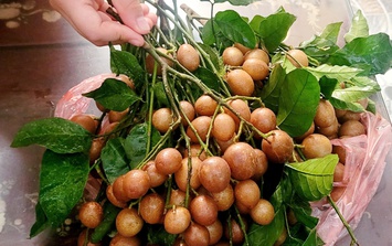 Quả quê ngon gợi nhớ tuổi thơ chỉ hè mới có vào chính vụ, giá từ 30.000 đồng/kg, giúp giải nhiệt và trị ho rất tốt