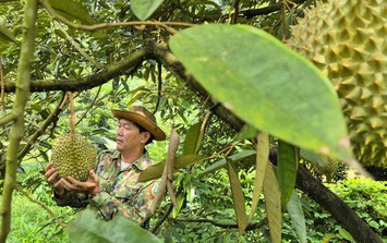 Đưa sầu riêng trở lại thời hoàng kim