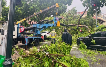 Hà Nội: Tài xế kể lại khoảnh khắc xe ô tô bị cây cổ thụ trên đường Trần Phú đổ đè trúng