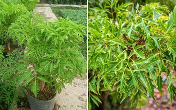 Trồng đinh lăng đúng chỗ, gia chủ dễ hút lộc, tiền vào như nước