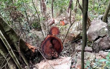 'Rỉ máu' ở Vườn Quốc gia Ba Bể: 41 cây nghiến bị chặt hạ 'kinh hoàng'