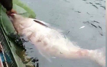 Bắt được "Quái ngư" dưới lòng hồ thủy điện Na Hang: Kích thước cực kỳ hiếm gặp