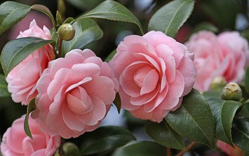 Mách bạn loại hoa nên trồng để nở hoa đúng dịp Tết 2026