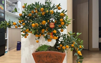 Mách bạn bố trí phong thủy nhà ở đón Tết để gia đình an yên và thuận lợi trong mọi việc 