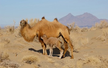 Lạc đà hoang dã đã tiến hóa để uống nước muối mặn hơn nước biển, thách thức mọi giới hạn sinh học