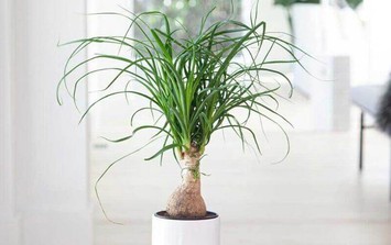 Loại cây trồng mang thịnh vượng, tốt phong thủy, lợi sức khỏe