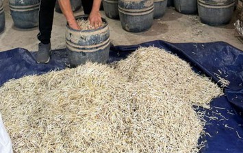 Sử dụng chất cấm để sản xuất giá đỗ, hai chủ cơ sở bị khởi tố