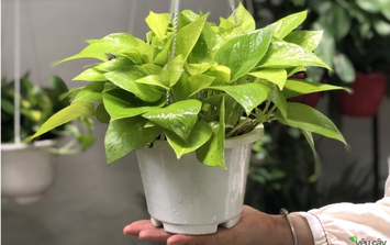 Gợi ý các cây cảnh trong phòng ngủ hợp mệnh 12 con giáp để mang lại vượng khí, phát tài